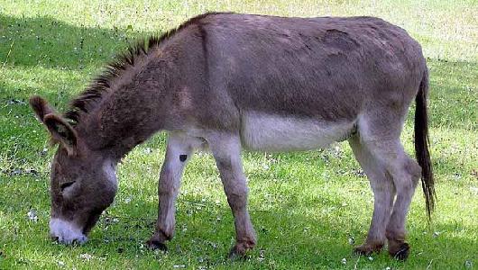 Noticia: PASEOS EN BURRO